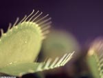 venus fly trap desktop photo