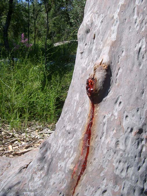 bleedinggum (111k image)