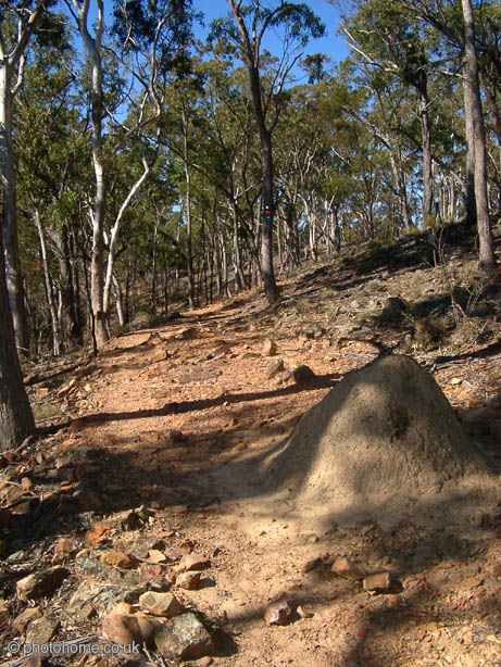 termites (146k image)