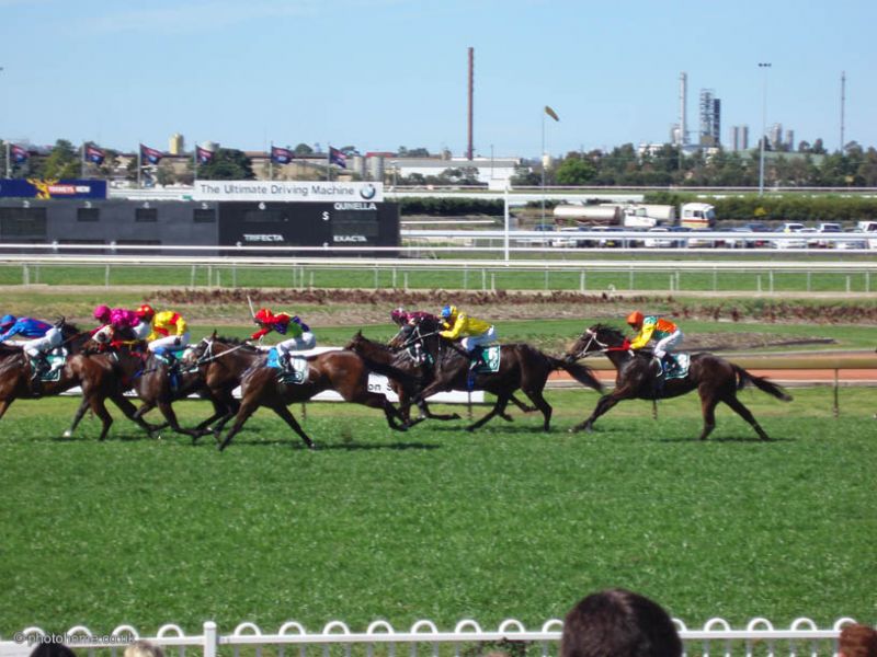 day at the races horseP9025334