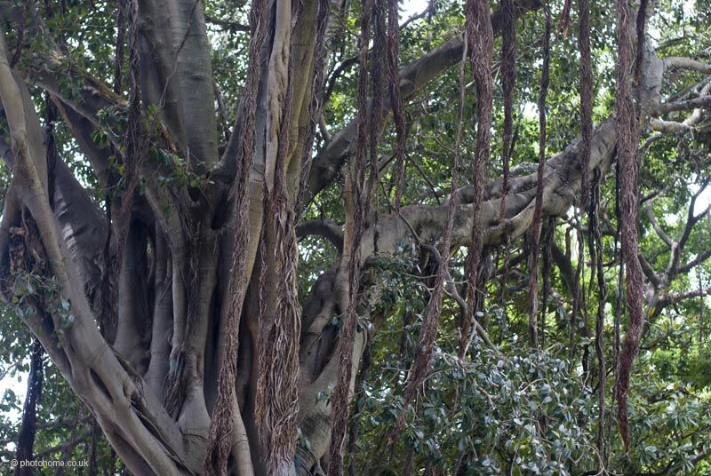 redfern fig tree DSC0459