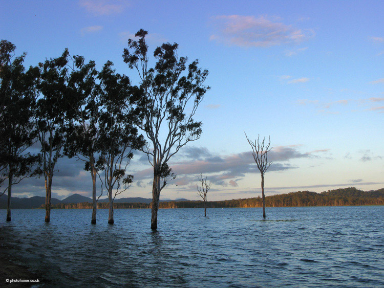 submerged trees, tinaroo falls dam,